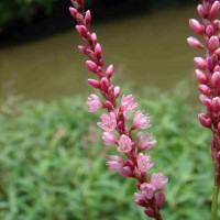 Persicaria glabra (Willd.) M.Gómez